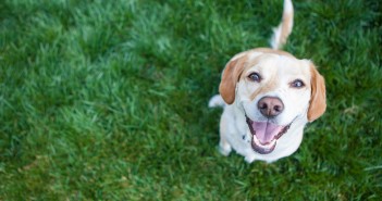 indagine-federanziani-animali-domestici-persone-anziane