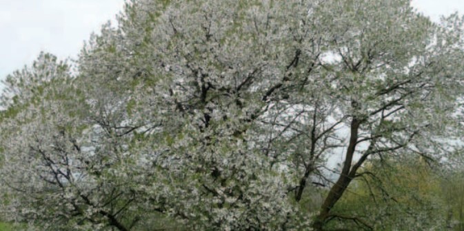 frutti-dimenticati-progetto-ispra