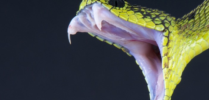 fine-antidoto-morso-serpente-africa