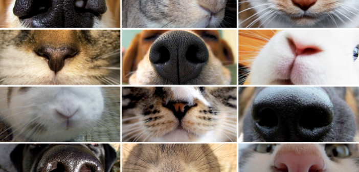 campagna-veterinari-milano-fumo-animali-domestici