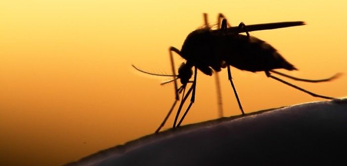 virus-zika-dati-aprile-2016