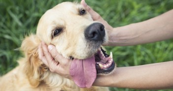 campagna-roma-contro-abbandono-animali