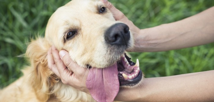 campagna-roma-contro-abbandono-animali