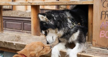 giornata-contro-abbandono-animali