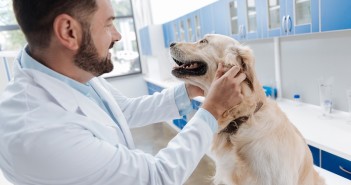 Settore animali, offerte di impiego selezionate da Cliclavoro cliclavoro-offerte-settore-animali