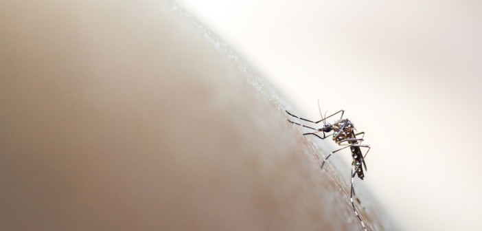 chikungunya-lazio-donazioni-sangue