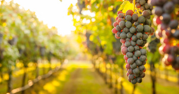 Contributi per le imprese del settore vitivinicolo nel Lazio bando-imprese-vitivinicole