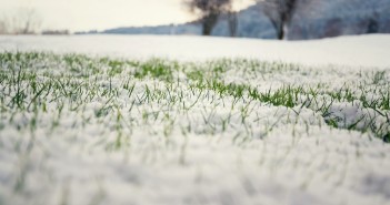 Produzioni vegetali, danni da neve e gelo, moduli segnalazione Regione Lazio segnalazione-danni-neve-gelo-lazio