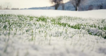 segnalazione-danni-neve-gelo-lazio