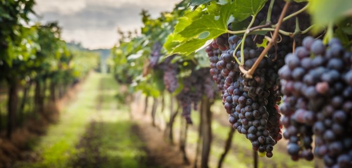 bando-ristrutturazione-vigneti-lazio