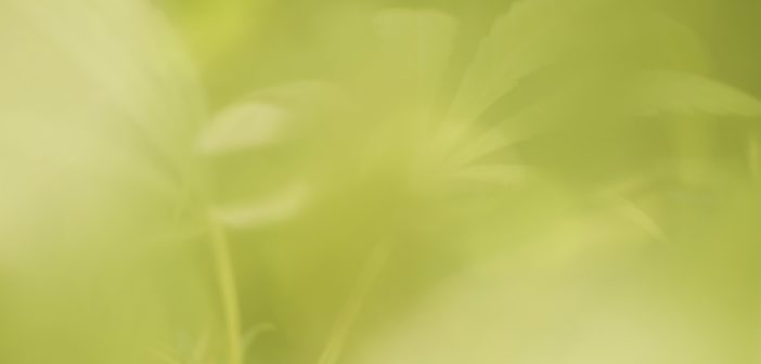 parere-cannabis-light-css-ministero-salute