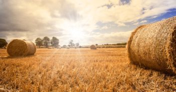 bandi-regione-lazio-agroalimentare-2019